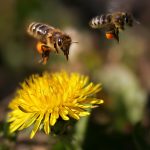 bees, flight, pollination