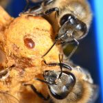 varroa, parasite, mite