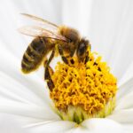 honey bee, bee, flower, flower wallpaper, insect, wings, white flower, flower background, petals, bloom, pollination, nature, beautiful flowers, closeup