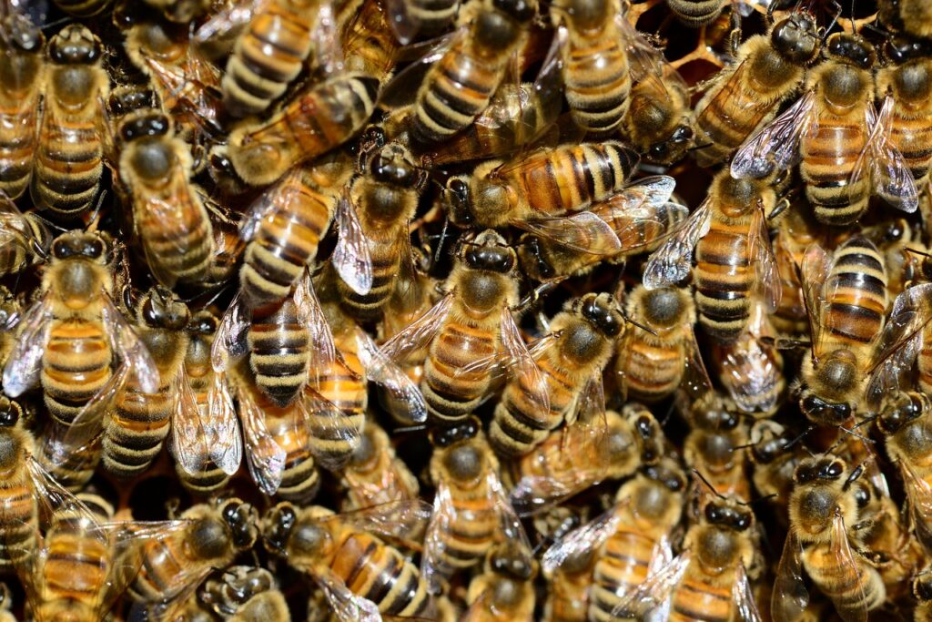 bees, insects, macro, honey bees, winged insects, beehive, honey, swarm of bees, wings, stripes, hive, brood, hymenoptera, entomology, beekeeping, close up, worker bees, colony, bees, bees, bees, bees, bees